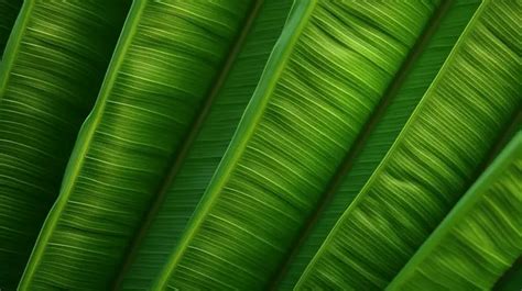 Captivating Patterns Of Banana Leaf Texture Background Green Nature