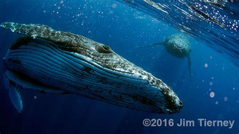 Tips on Photographing Whales – Underwater and Above - Anarchyjim