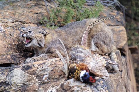 Pictures: albino bobcat | Bobcat With Prey — Stock Photo ...