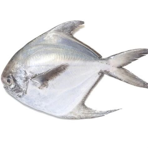 Local Ikan Bawal Putih / White Pomfret AAA 300g-350g Per Pc Fresh Produce Fresh Seafood Fish ...