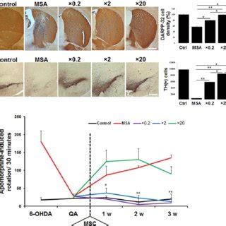 Histological And Behavioral Analysis Following Intra Arterial Injection