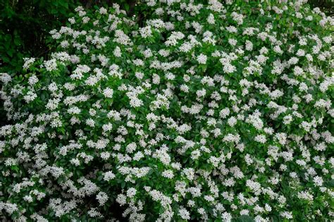 Cómo cultivar y cuidar la planta de naranjo mexicano BestHome365