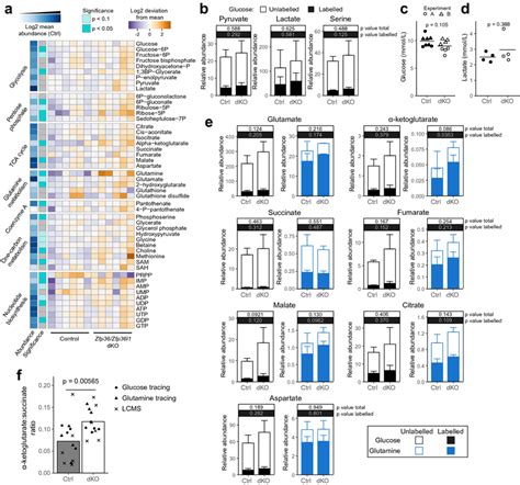 Zfp36 And Zfp36l1 Limit Glutamine Metabolism A Heatmap Showing The