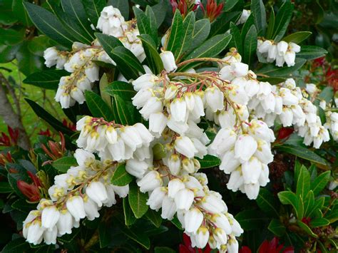 Japán babérhanga Pieris japonica Kerti növények fitoland hu