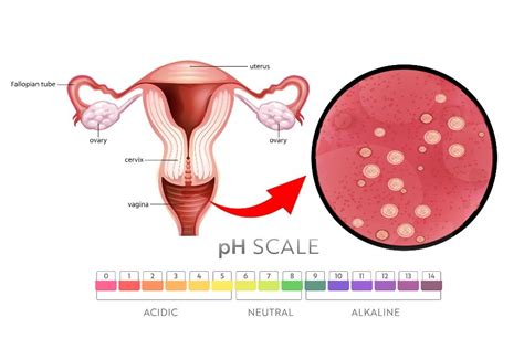 The Importance Of Ph Balance In Vaginal Health And Fertility Insights