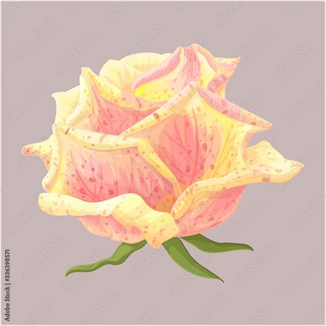 vector rose flower clip art on white isolated background Stock Vector ...