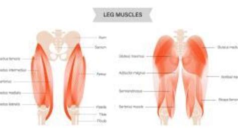 Muscles Of The Knee And Hip