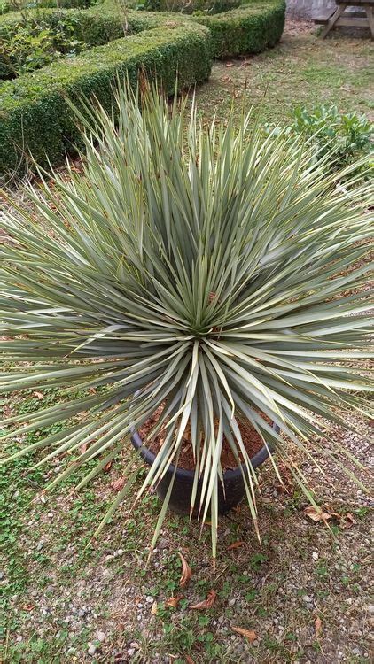 Sukkulente Yucca Rostrata Winterhart K Pfig Gr Sse Xl Kaufen