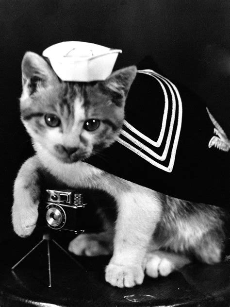 The Forgotten History Of Cats In The Navy