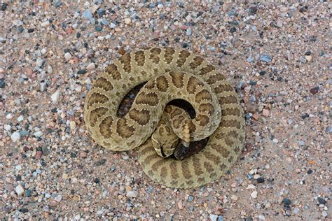 Are there rattlesnakes in Colorado? - Uncover Colorado