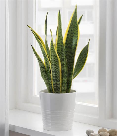 Cuidados De La Lengua De Suegra O Sansevieria Trifasciata