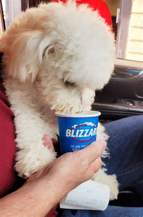 Does Dq Have Anything For Dogs