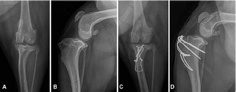 Canine Patellar Luxation