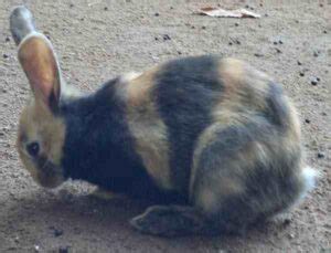 Angora Rabbit Origin Characteristics Uses Photo