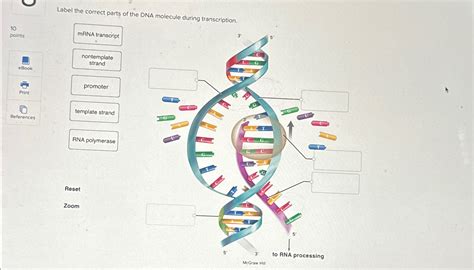 Solved Label the correct parts of the DNA molecule during | Chegg.com