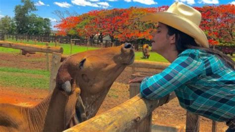 Doma Racional De Novilhas Para Ordenha Surpreende Produtores Experientes