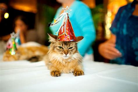 A Gallery Of Cats And Kittens Celebrating Birthdays