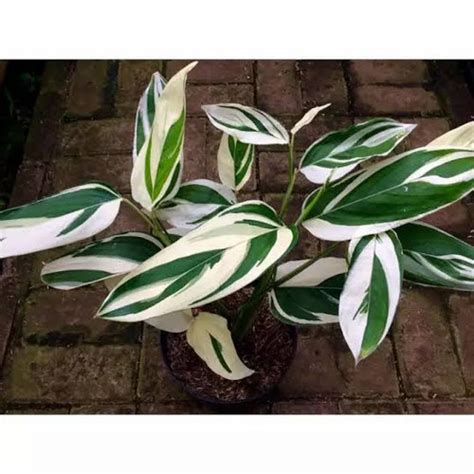 Jual Tanaman Hias Pisang Heliconia Variegata Kab Bogor Warungtaman