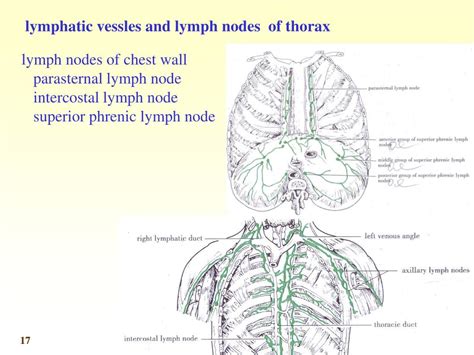 Scapular Lymph Nodes