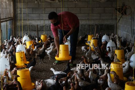 Provinsi Papua Barat Butuh Investor Pabrik Pakan Ternak Republika Online