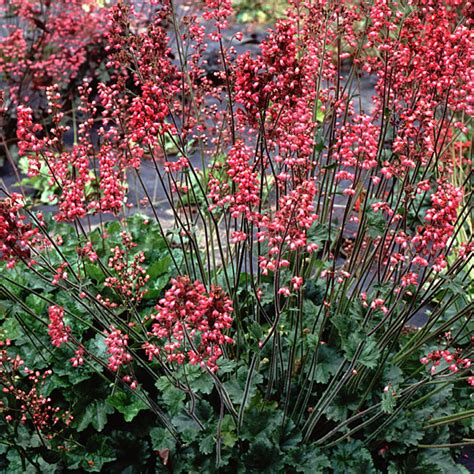 Heuchera ‘Florist’s Choice’ | TERRA NOVA® Nurseries, Inc.