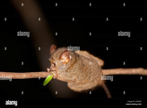 El Tarsier Fotografías E Imágenes De Alta Resolución Alamy