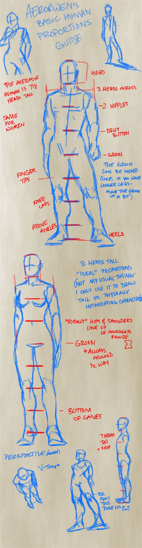 Human proportions Drawing Male Anatomy, Human Drawing, Anatomy Sketches ...