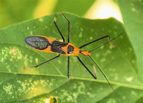 Milkweed Assassin Bug