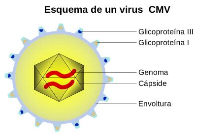 Partes Del Virus