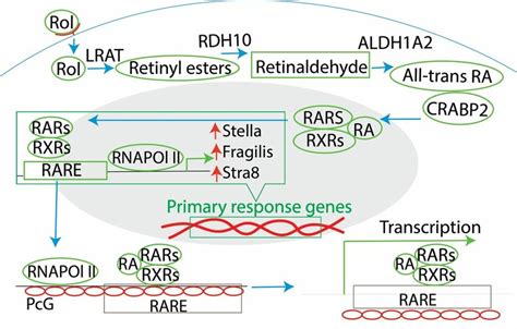 Retinoic Acid Signaling Pathway In The Regulation Of Germ Cell Related