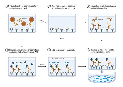 Elispot Assay Protocol Biorender Science Templates