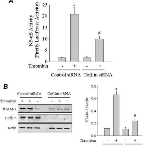 Effect Of Cofilin 1 Knockdown On Thrombin Induced Nuclear Translocation