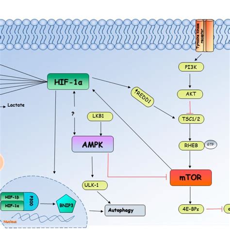 Metabolism Of Cells Exposed To Hypoxia And The Role Of Hif Under