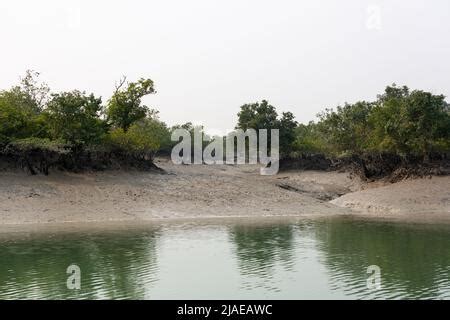 World Largest Mangrove Forest Sundarbans Famous For The Royal Bengal