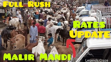 Malir Mandi Cattle Rates Or Bargaining 13 June 2023 Latest Update