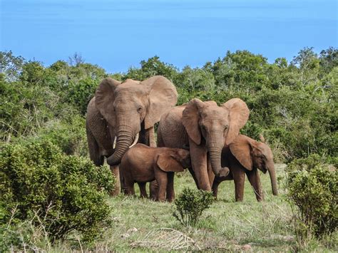 Familia De Elefantes Elefante Foto Gratis En Pixabay