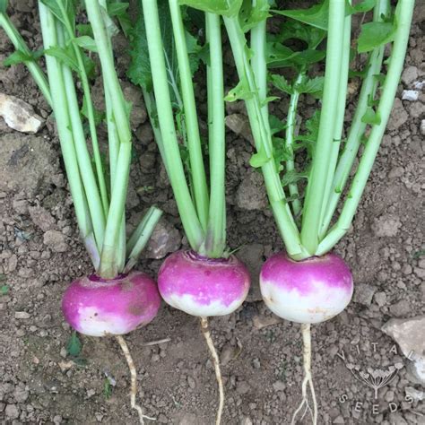 How To Grow Turnips Vital Seeds