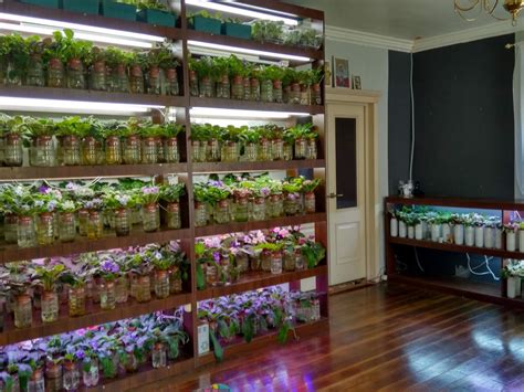 фиалки в Беларуси, фиалки в Минске, заказать фиалки, фиалки почтой ...