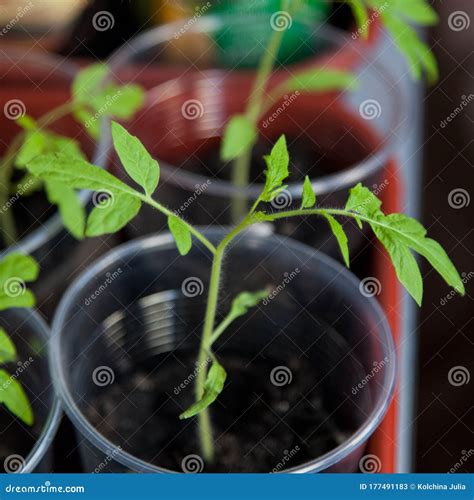 A Young Plant In A Plastic Cup Stock Image Image Of Spring Plastic