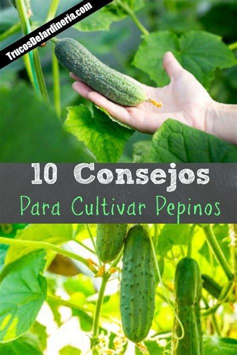 Sembrar Y Cultivar Pepinos Es S Per F Cil Pero Estos Consejos Para