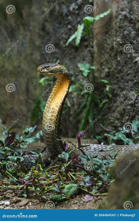 An Angry Cobra Snake Spreads Its Head Stock Image - Image of predator ...