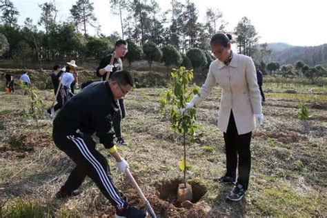 认领一棵树 守护一抹绿 瓷都廉政网