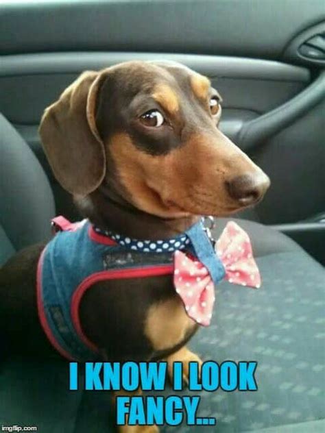 50+ Funniest Dachshund Memes