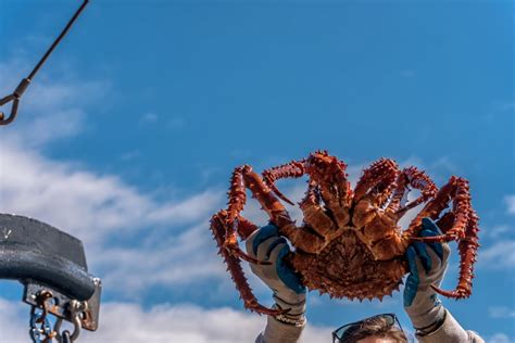 What Is The Difference Between Red And Blue King Crab