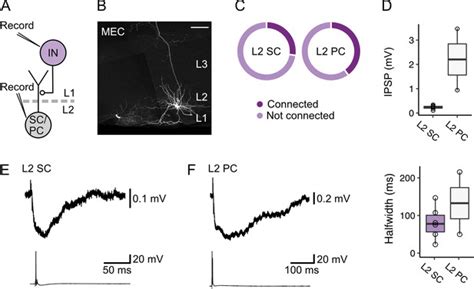 Fan Cells In Lateral Entorhinal Cortex Directly Influence Medial