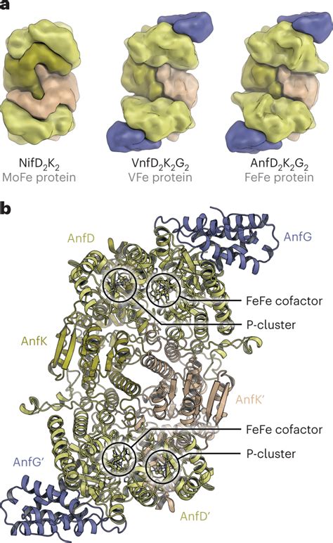 Architecture Of The FeFe Protein Of Fe Only Nitrogenase A Domain