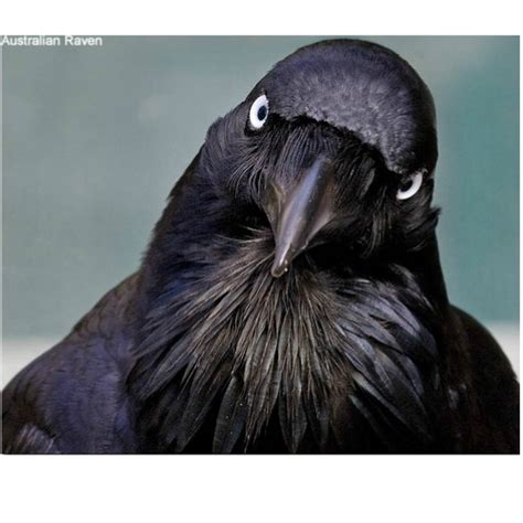 Raven Symbolism & Meaning | Spirit Totem & Power Animal Messenger Crow