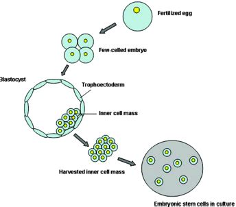 Stem Cell Bio Exam Flashcards Quizlet