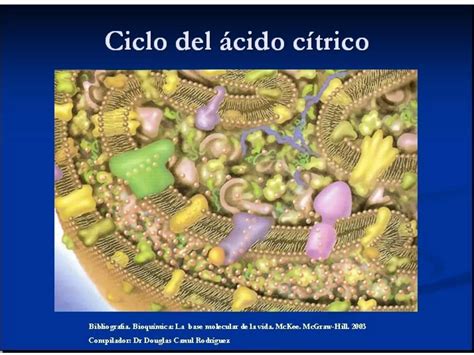 Ciclo De Krebs Ciclo Del Acido Citrico Conversion Del Piruvato En