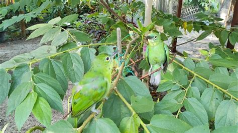 Suasana Memberikan Pakan Burung Di Aviary Mini 58 YouTube